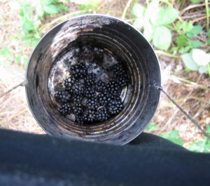 blackberries in a coffee can