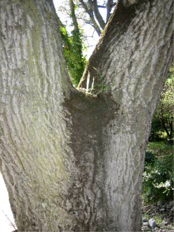 ass tree