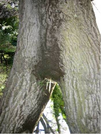 ass tree flip