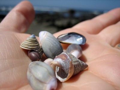 sea shells by the seashore annenahm
