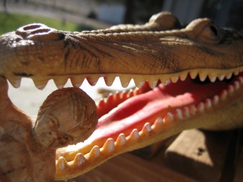 Baby J in the mouth of a tewible reptile